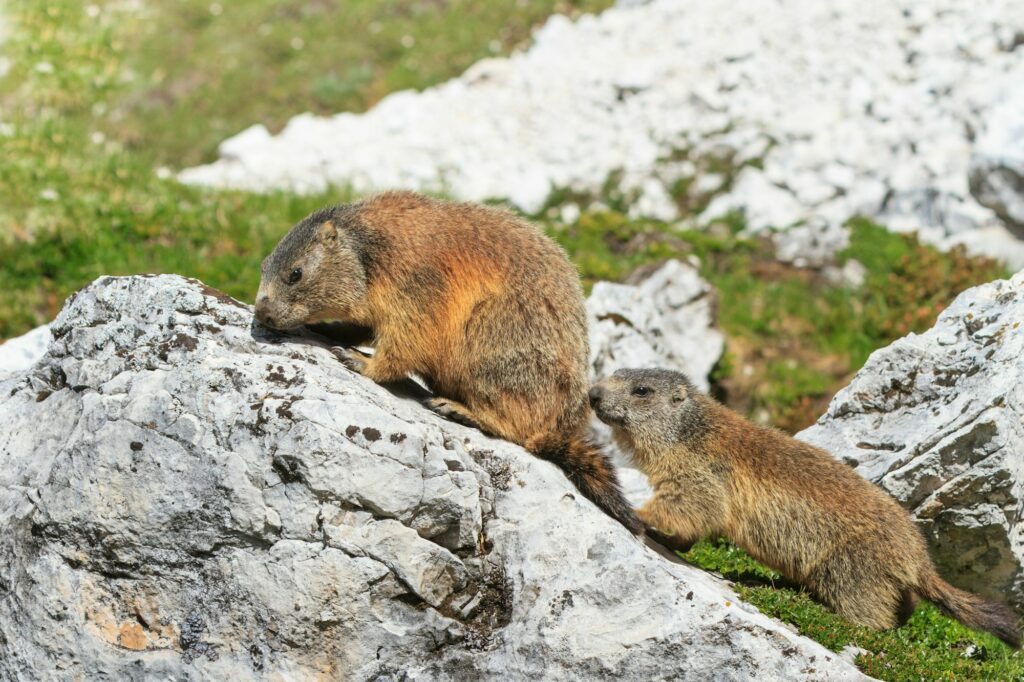 Alpine marmot (Marmota marmota) on rock