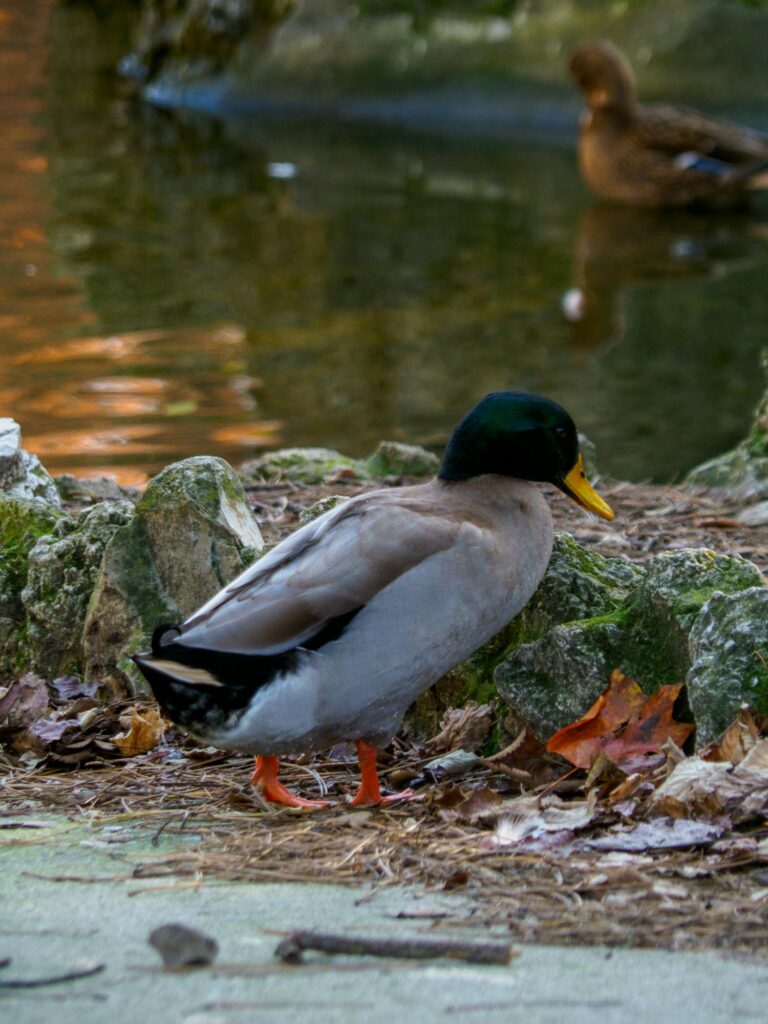 duck standing near a pond in Salsomaggiore Italy