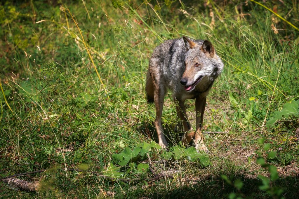 Italian Apennine wolf