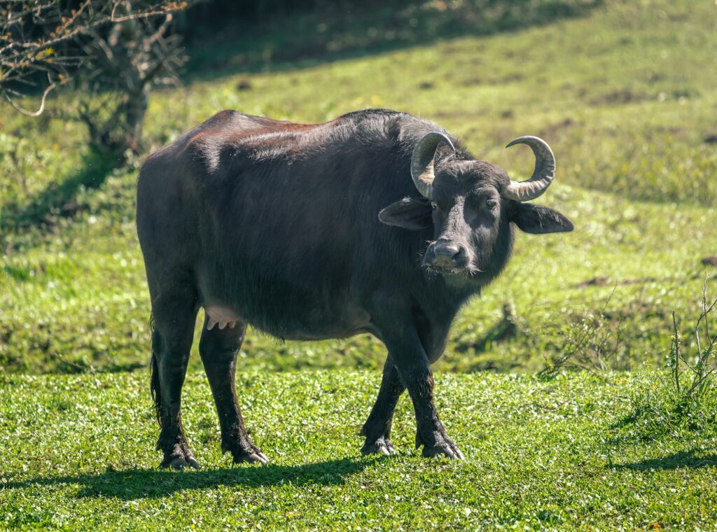 Italian Mediterranean Buffalo - Water Buffalo (Bubalus bubalis)