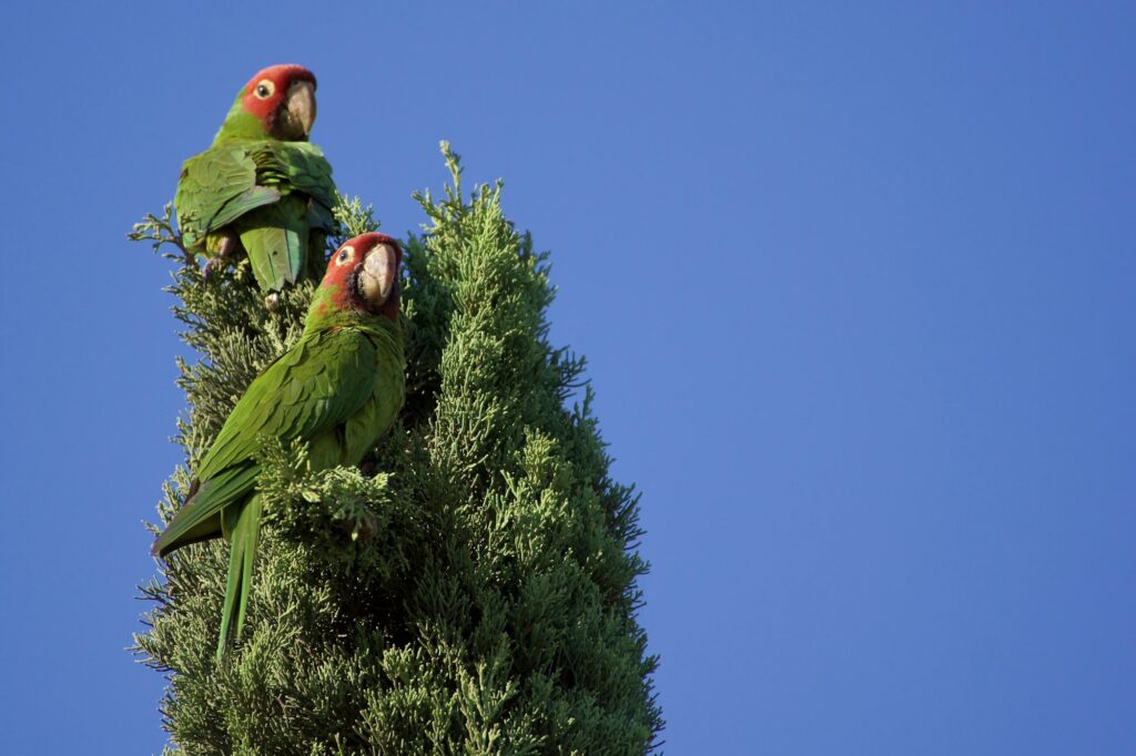 Two wild parrots in an Italian cypress tree against a clear blue sky.